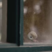 Marcel the Shell with Shoes On