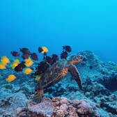 Deep Sea IMAX