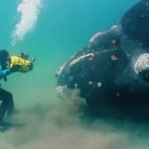 Deep Sea IMAX