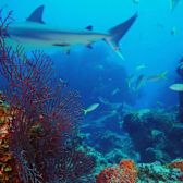 Deep Sea IMAX
