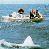 Jaws