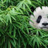 Pandas