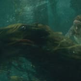 Fantastic Beasts: The Crimes of Grindelwald