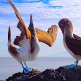 Galapagos: Nature's Wonderland