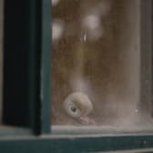 Marcel the Shell with Shoes On