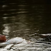 Sound of Hope: The Story of Possum Trot