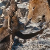 Mufasa: The Lion King