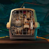 Gracie and Pedro: Pets to the Rescue