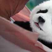 Panda Plan