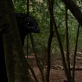 The Thing With Feathers