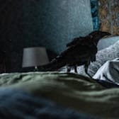 The Thing With Feathers