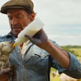 The Sheep Detectives